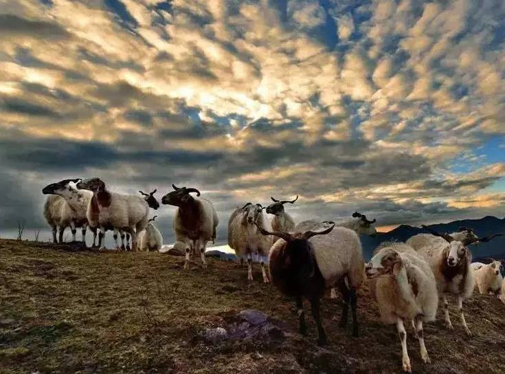 星空综合股份(中国)