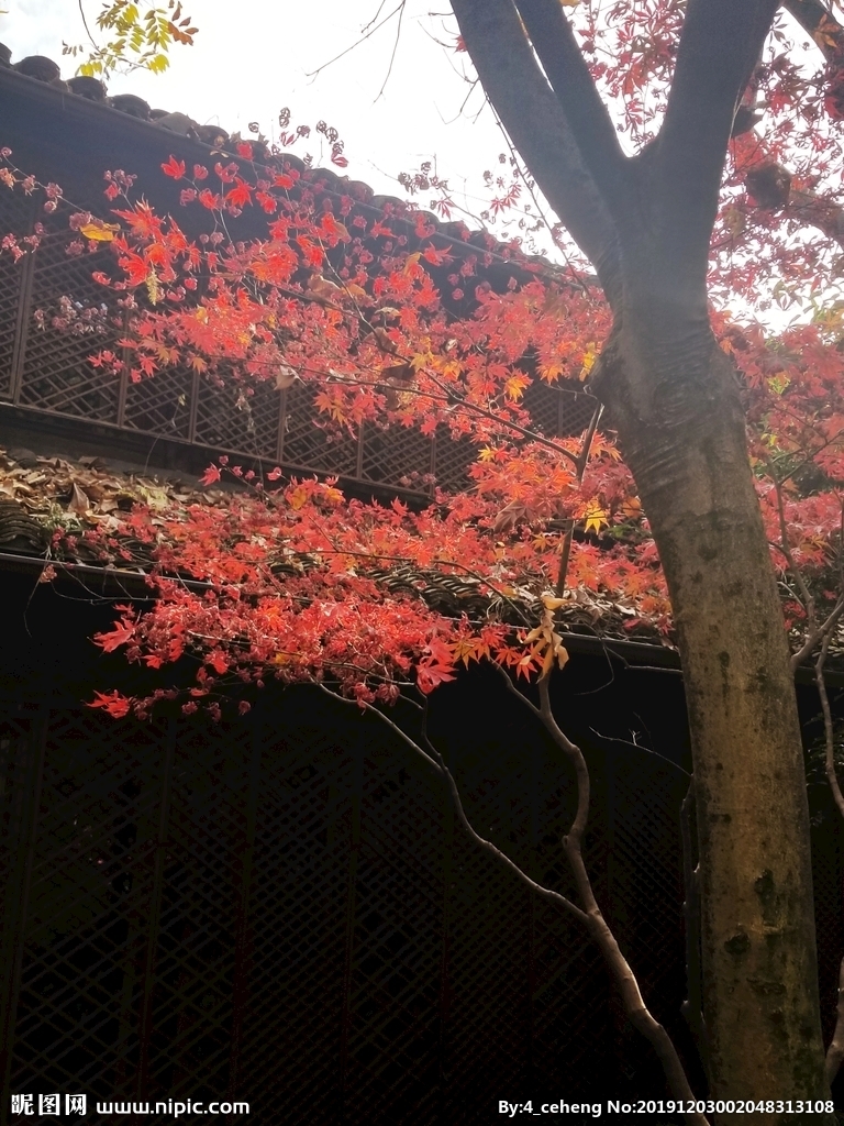 星空综合股份(中国)